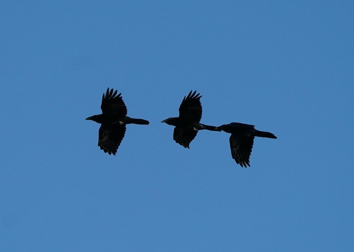 American Crow - ML643147367