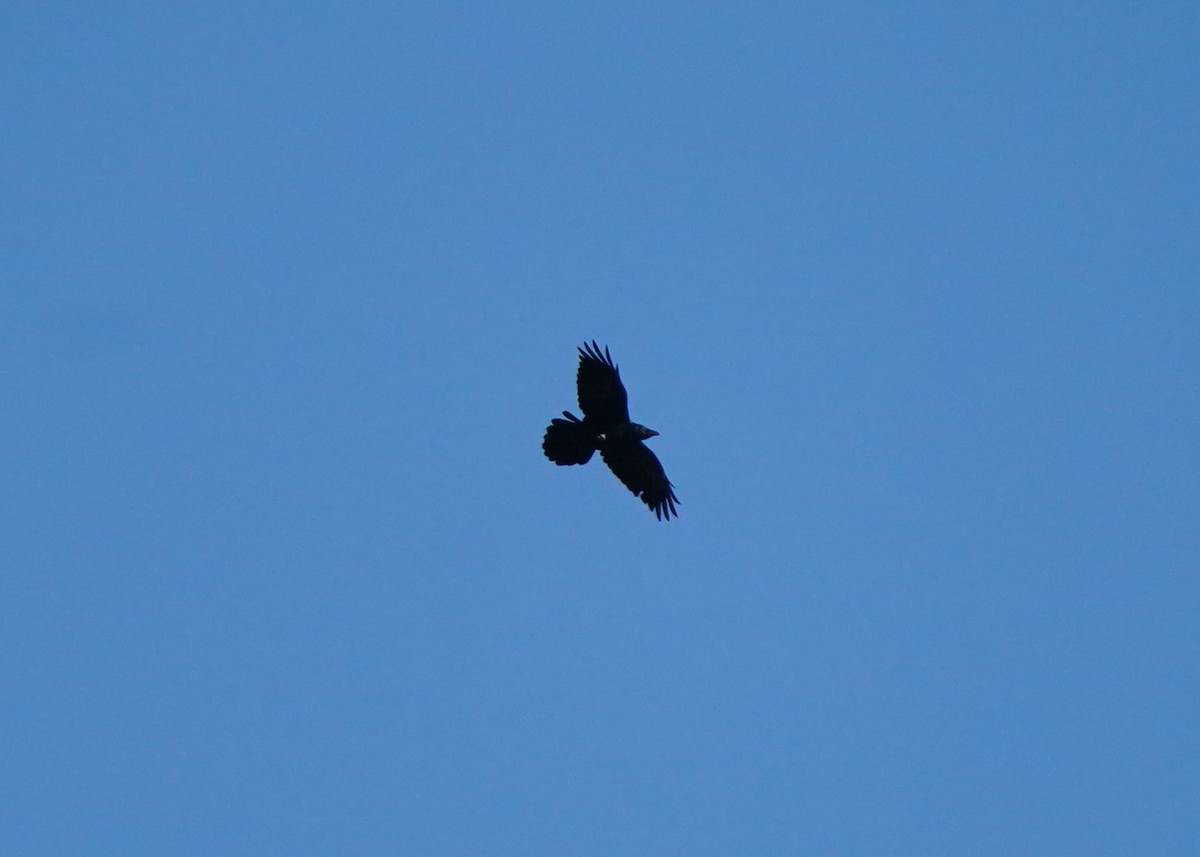 Common Raven - ML643147369