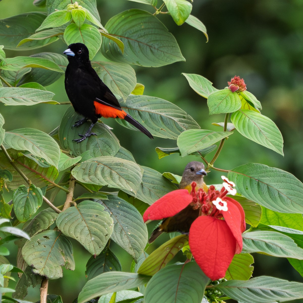 Scarlet-rumped Tanager - ML643147370