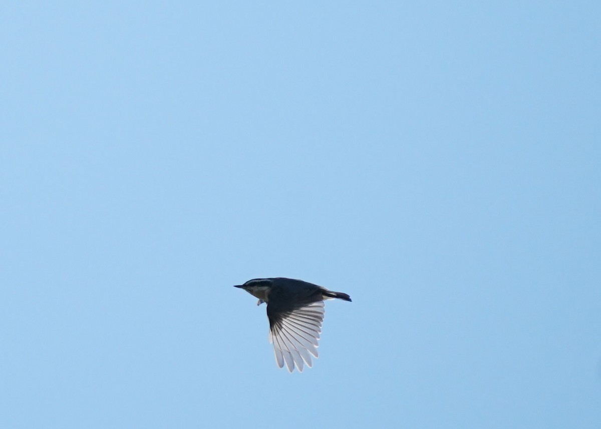 Red-breasted Nuthatch - ML643147377