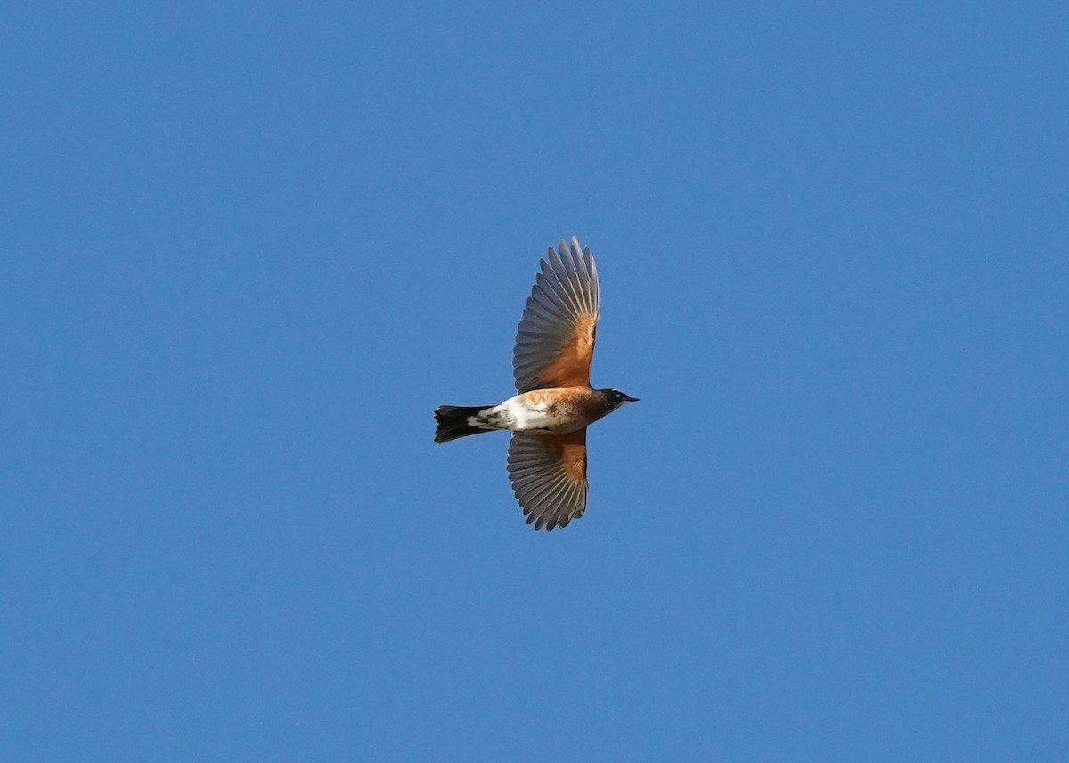 American Robin - ML643147381