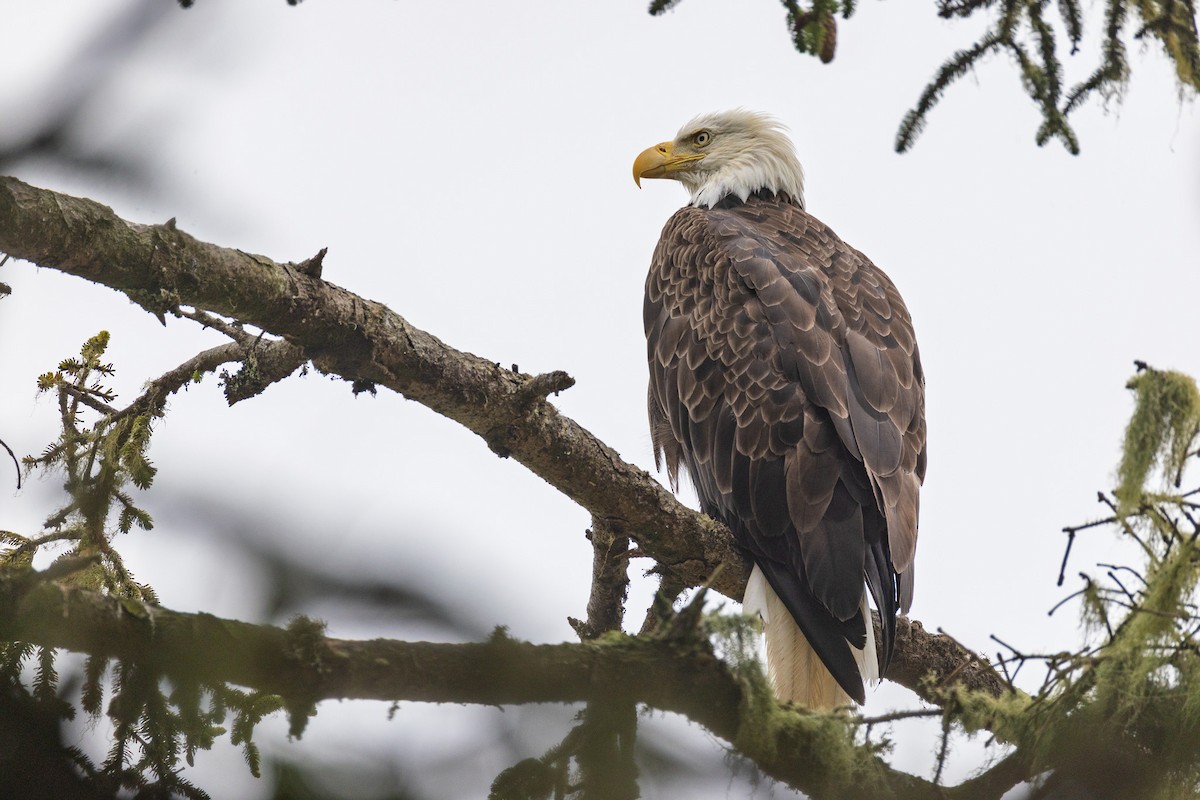 Bald Eagle - ML643147388