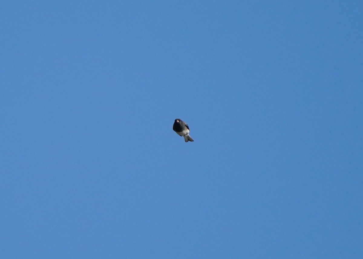 Dark-eyed Junco - ML643147393