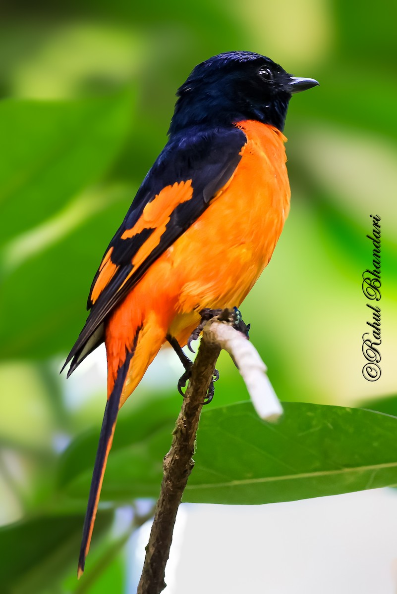 Orange Minivet - ML643147400