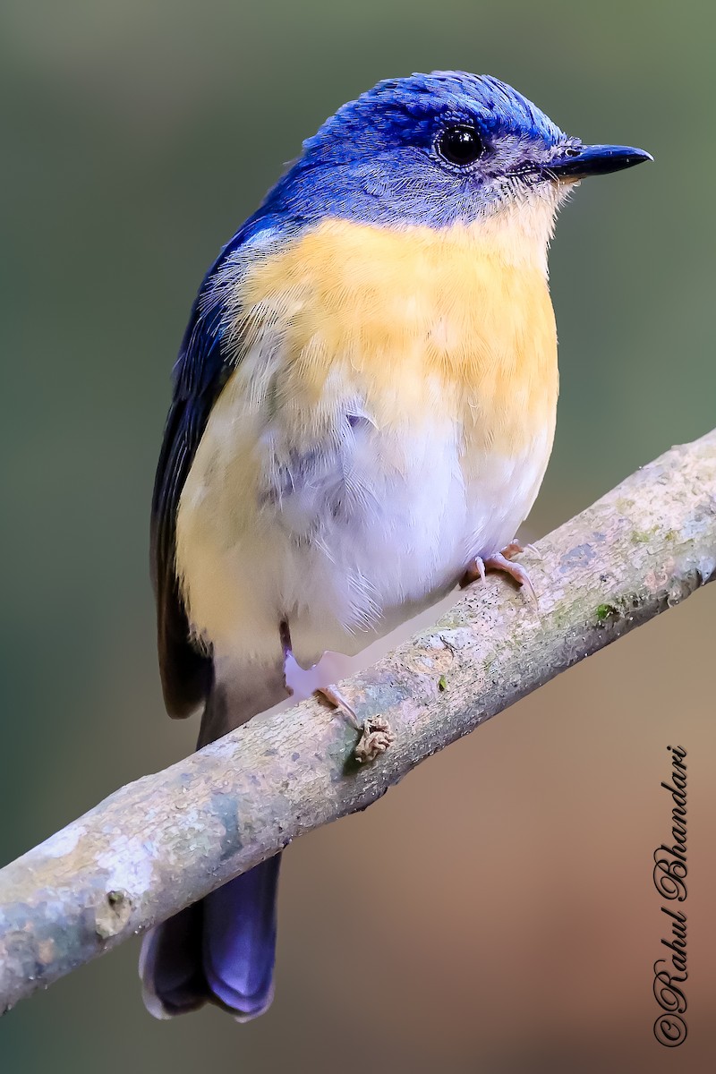 Tickell's Blue Flycatcher - ML643147415