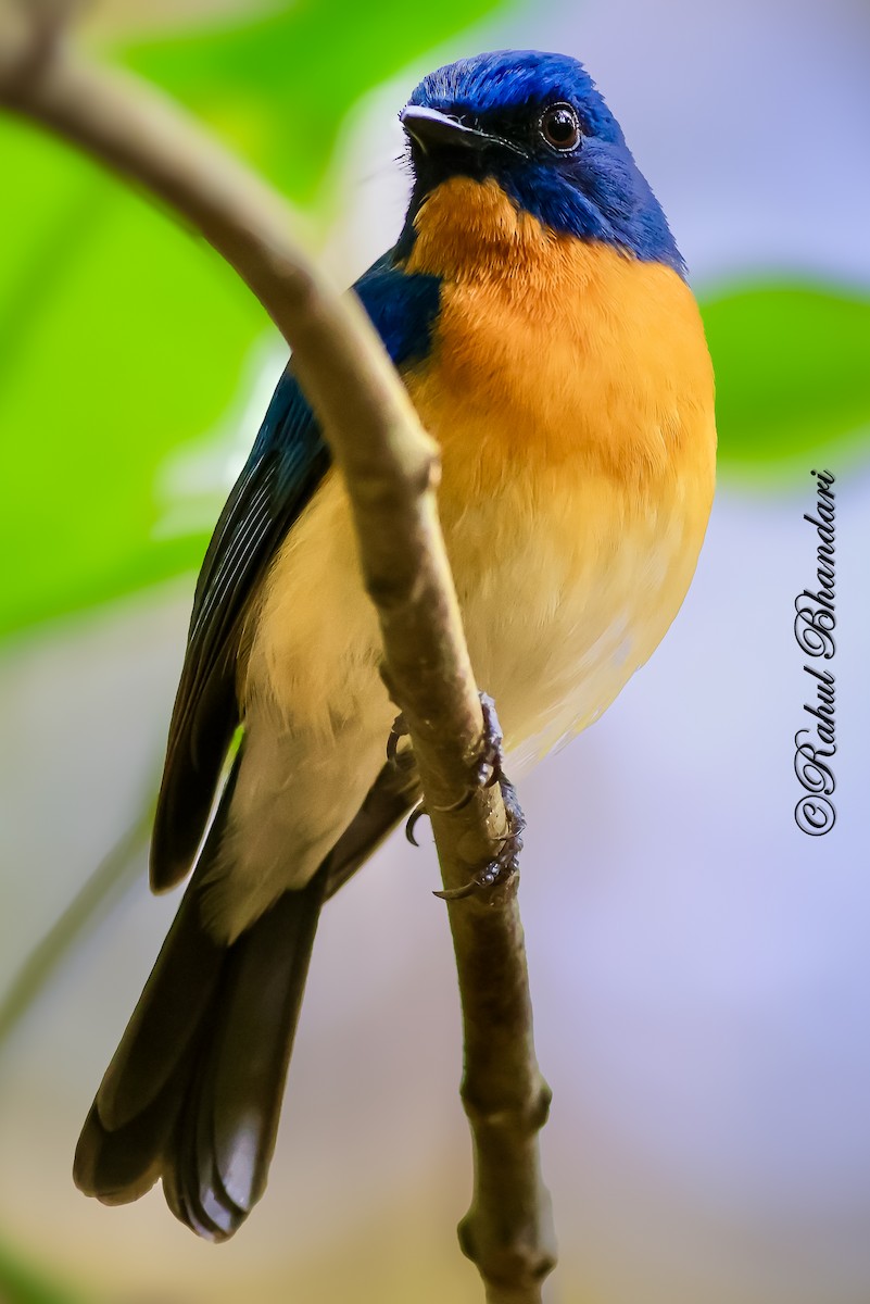 Tickell's Blue Flycatcher - ML643147416