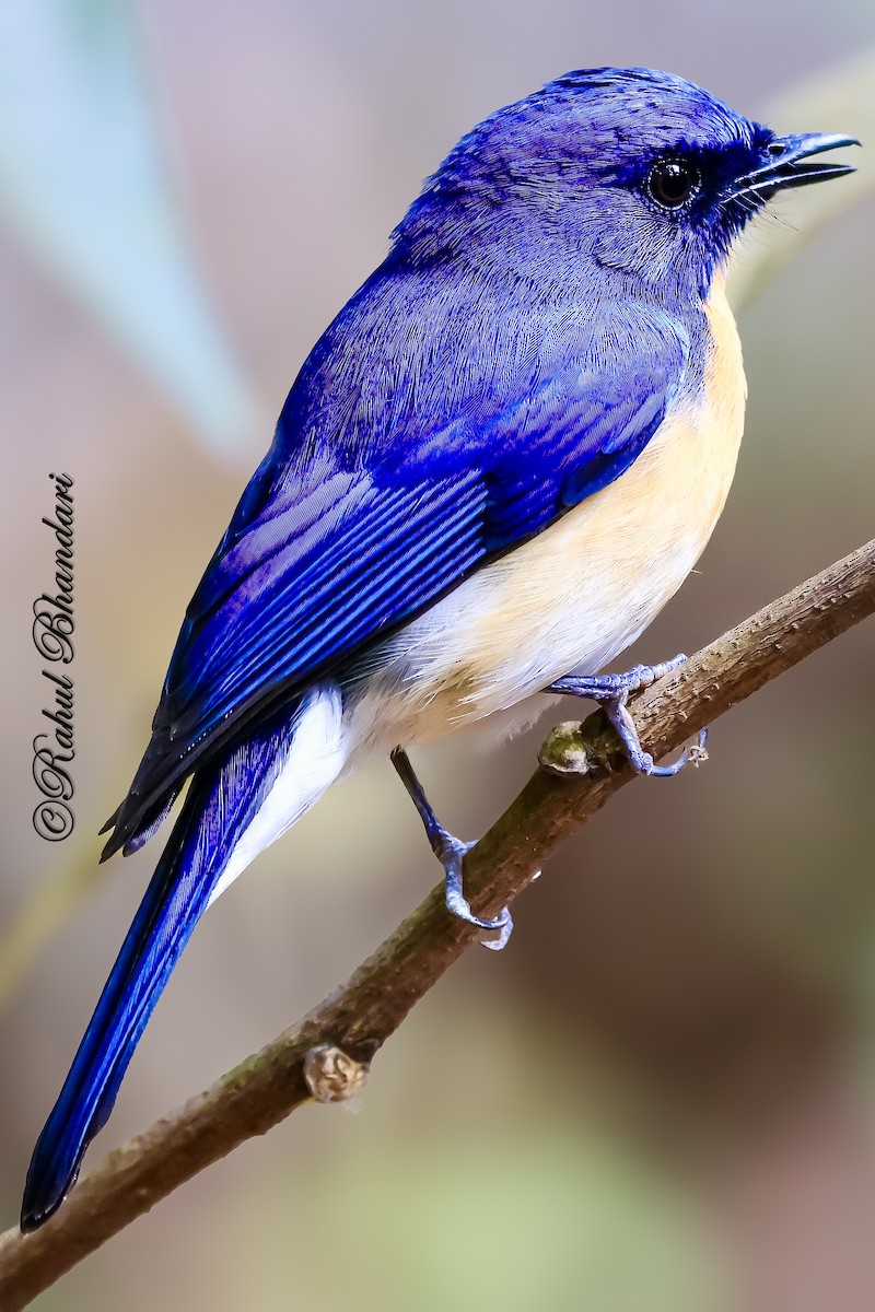 Tickell's Blue Flycatcher - ML643147417