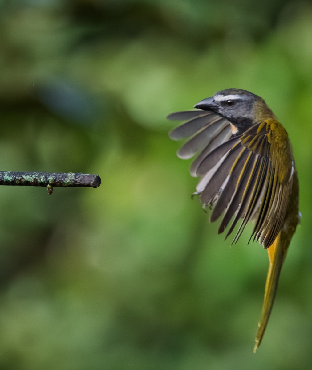 Buff-throated Saltator - ML643147418
