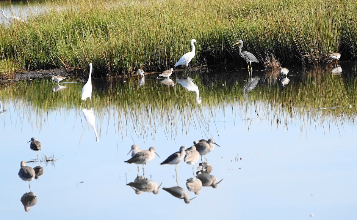 Willet (Western) - ML643147421