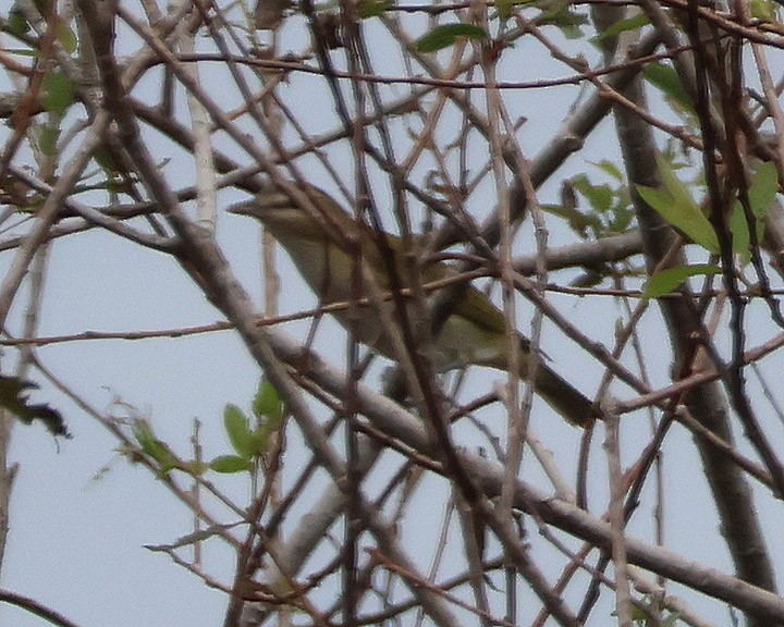 Red-eyed Vireo - ML643147430