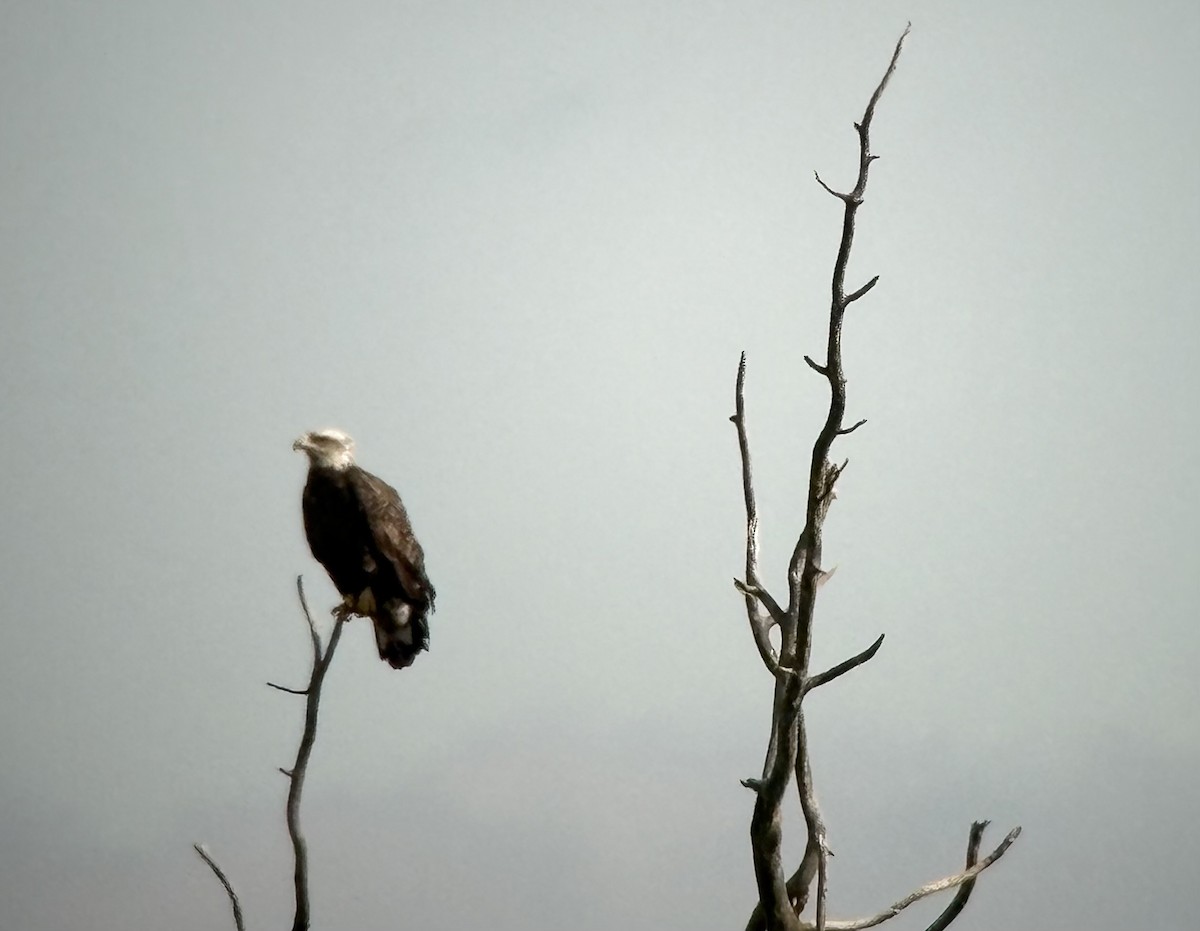 Bald Eagle - ML643147431