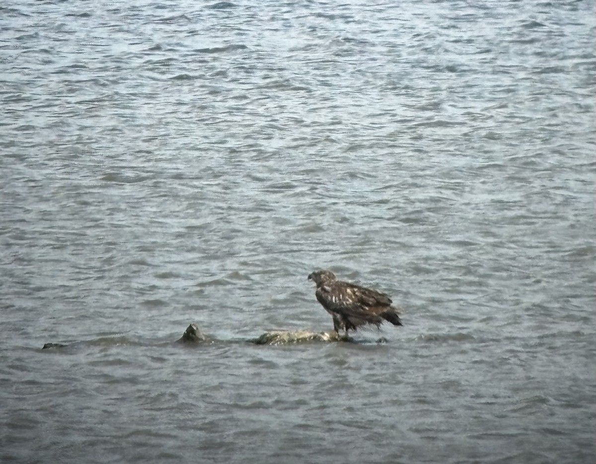 Bald Eagle - ML643147436