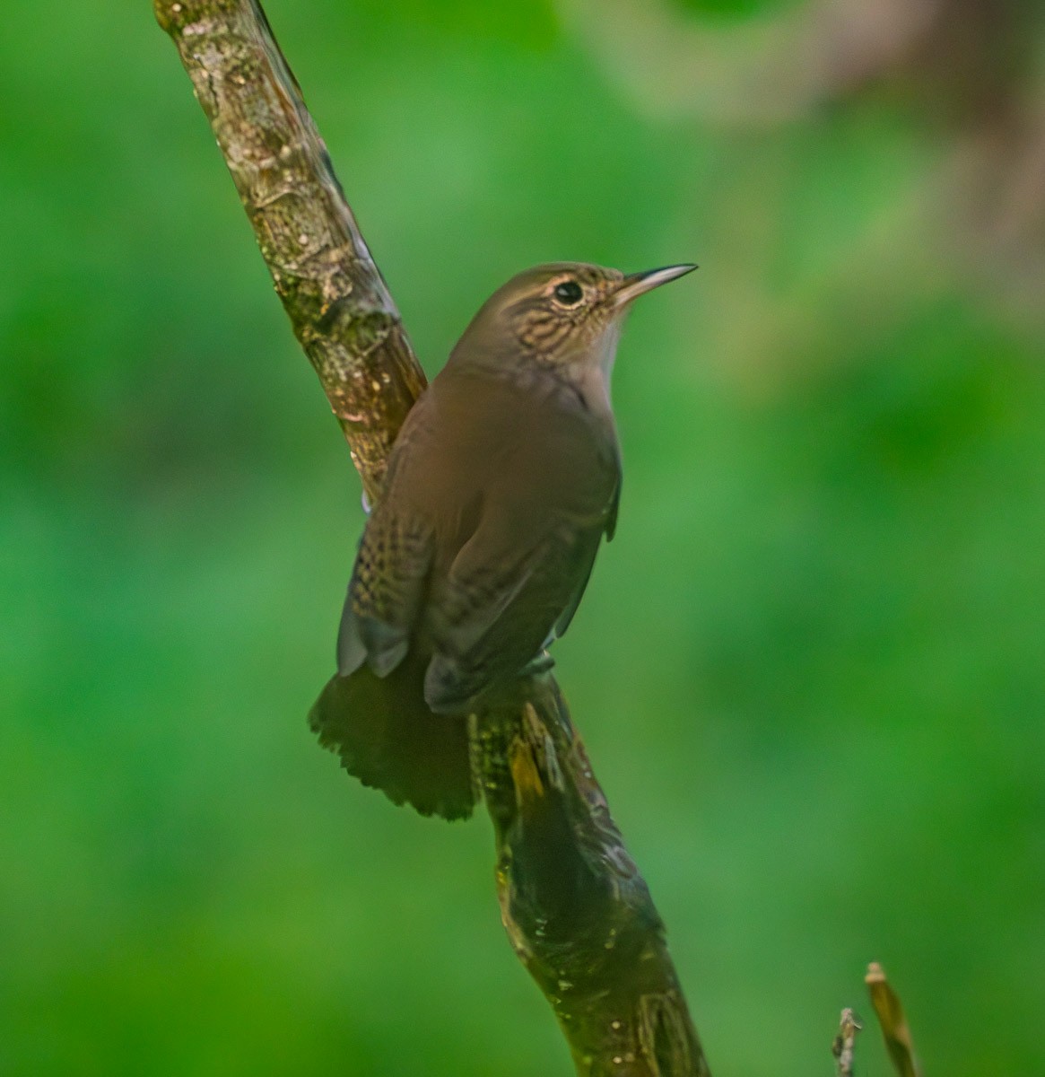 Southern House Wren - ML643147475