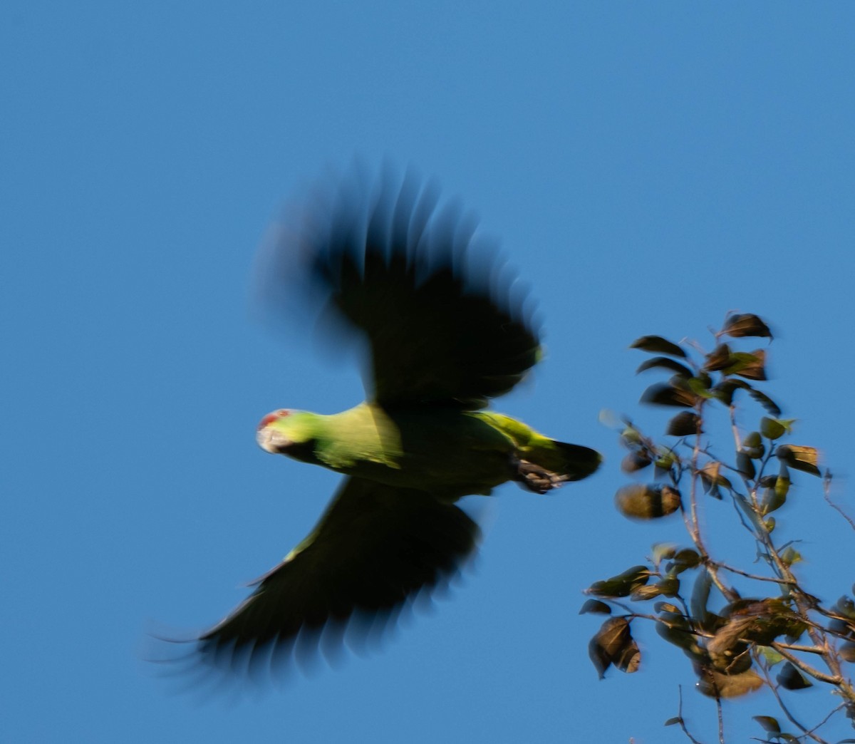 Festive Amazon - ML643147476