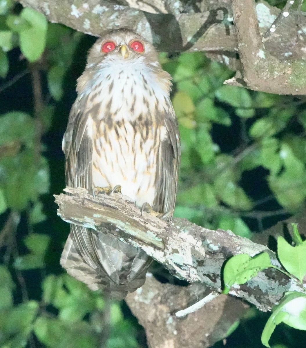 Vermiculated Fishing-Owl - ML643147486