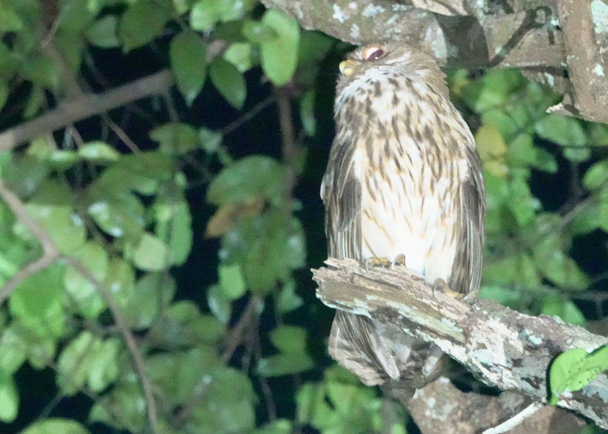 Vermiculated Fishing-Owl - ML643147487