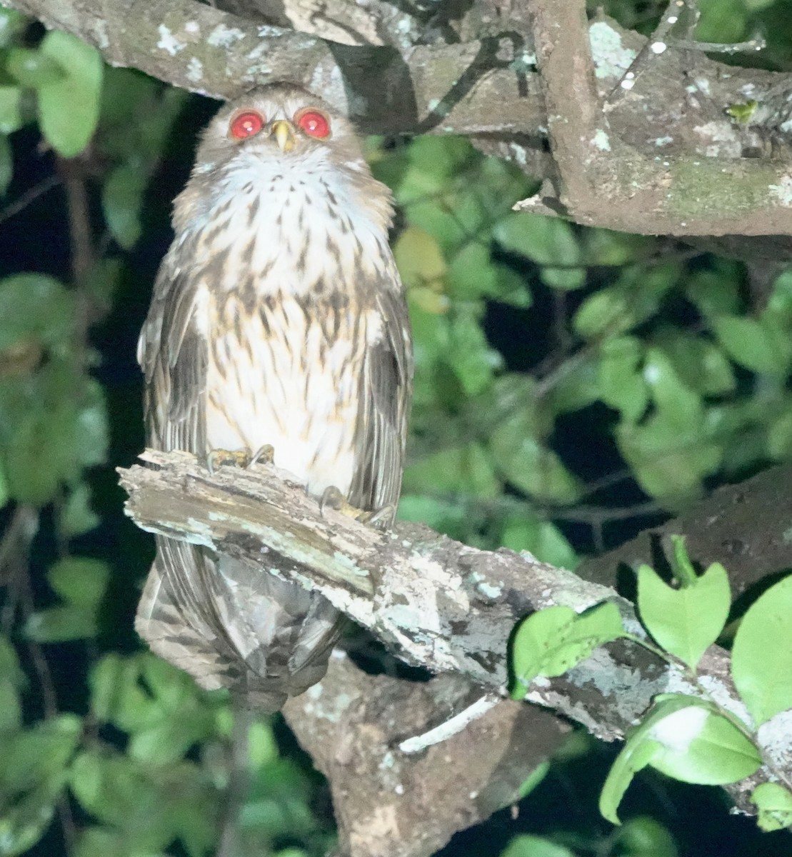 Vermiculated Fishing-Owl - ML643147488