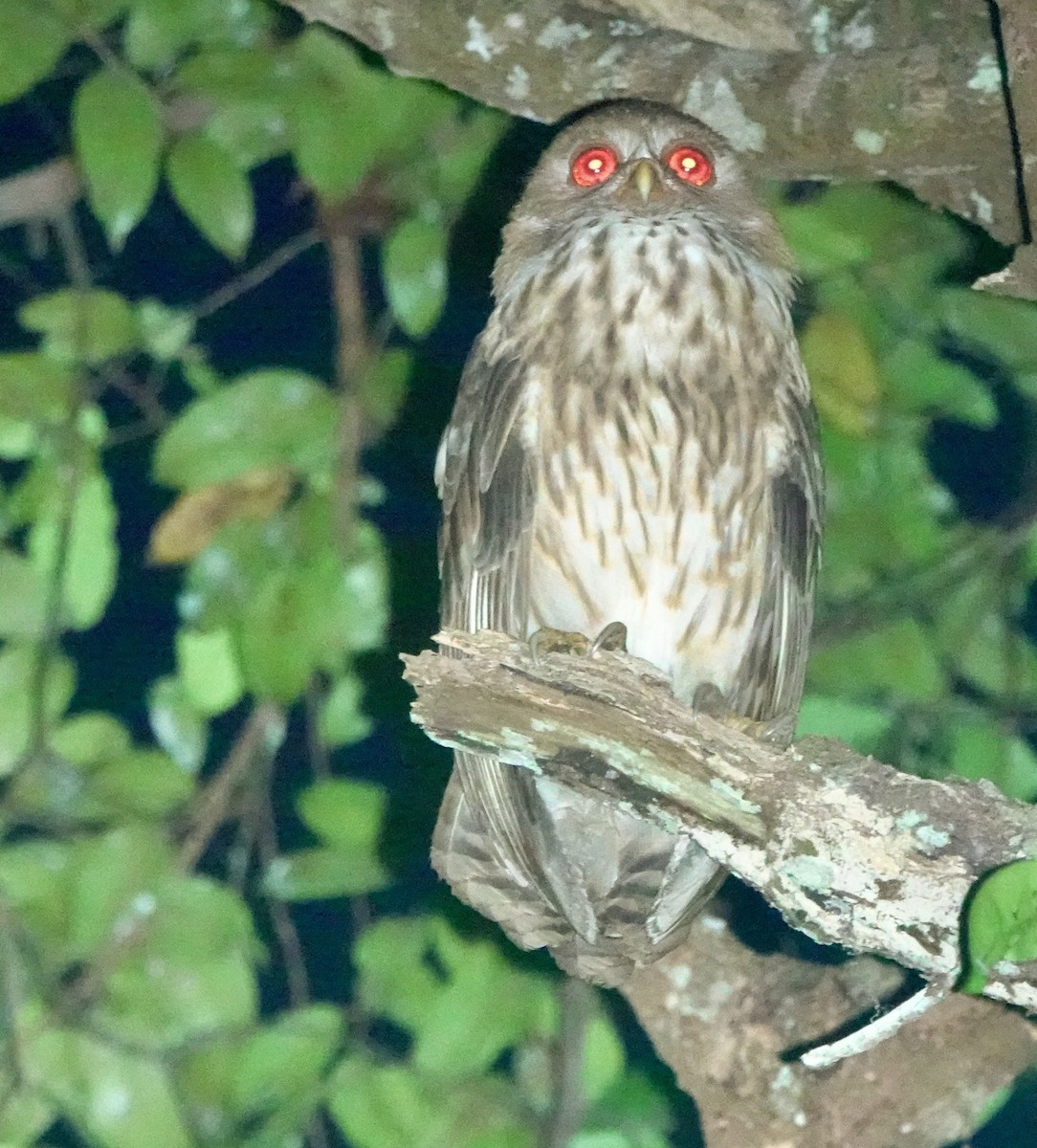 Vermiculated Fishing-Owl - ML643147490