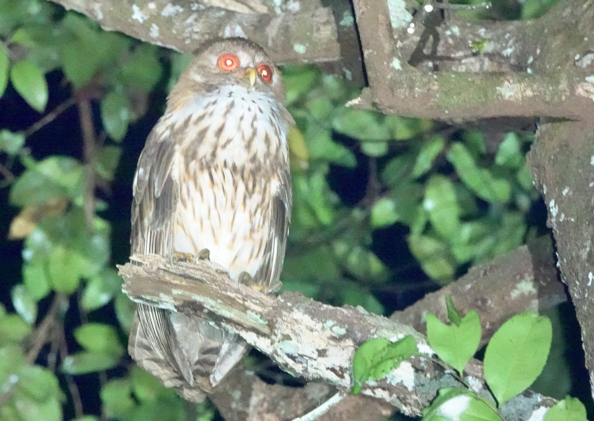 Vermiculated Fishing-Owl - ML643147491