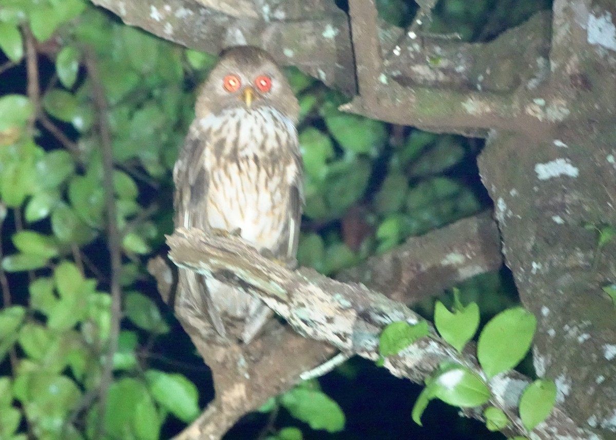 Vermiculated Fishing-Owl - ML643147493