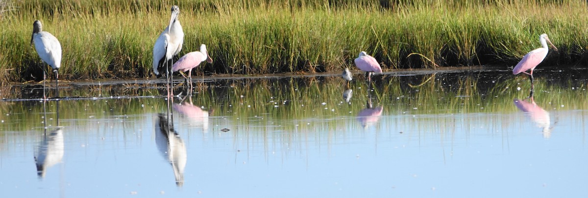 Wood Stork - ML643147498