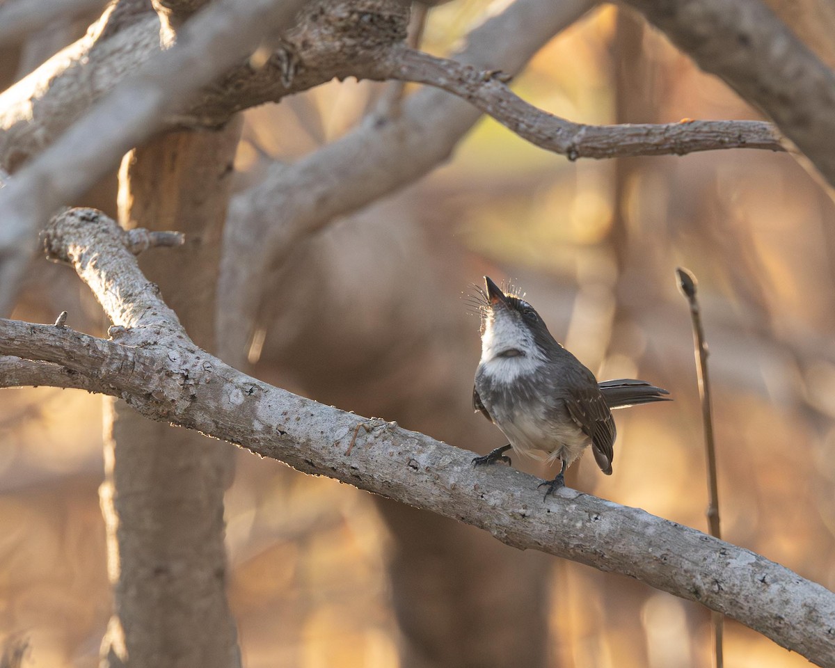 Northern Fantail - ML643147544