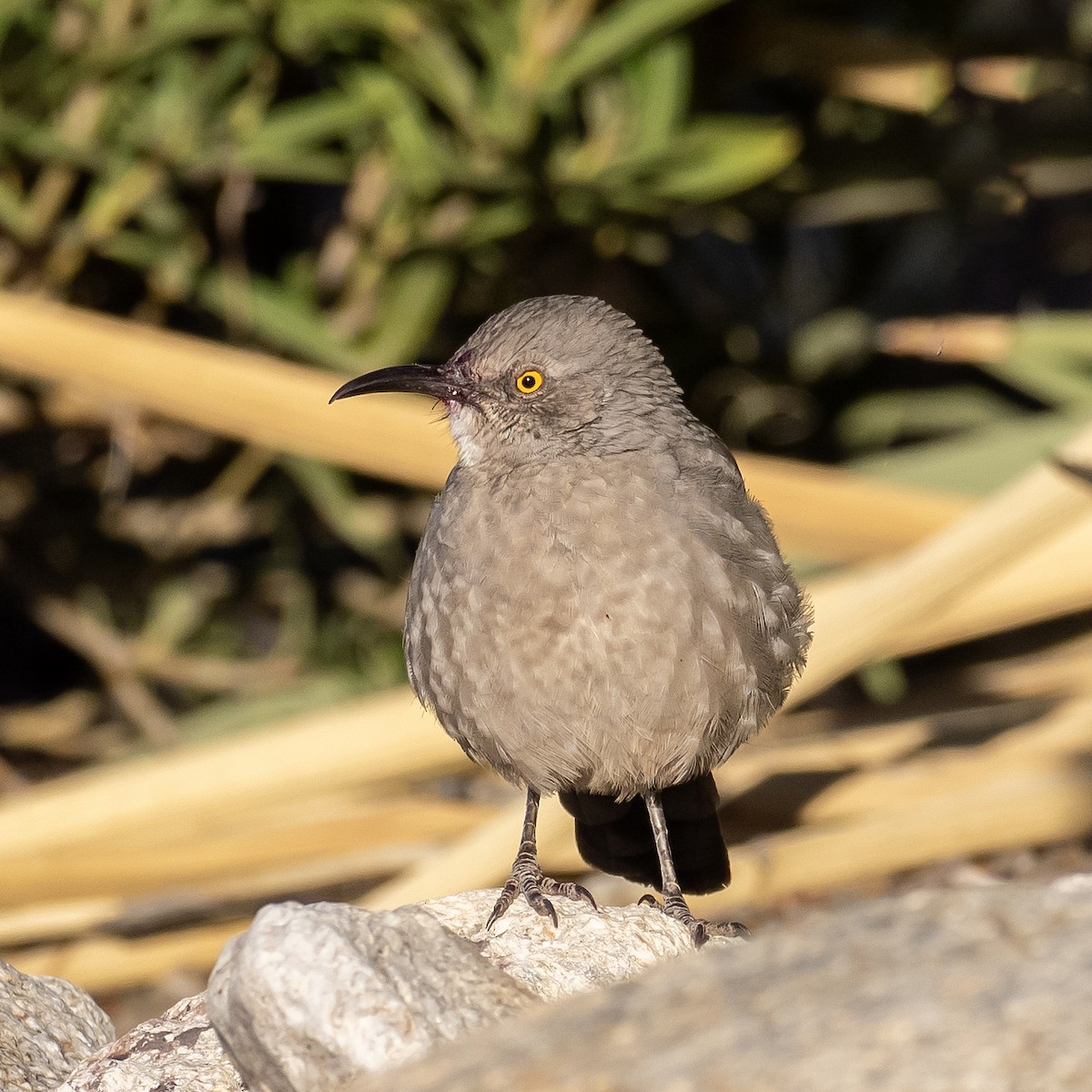 Curve-billed Thrasher - ML643147547