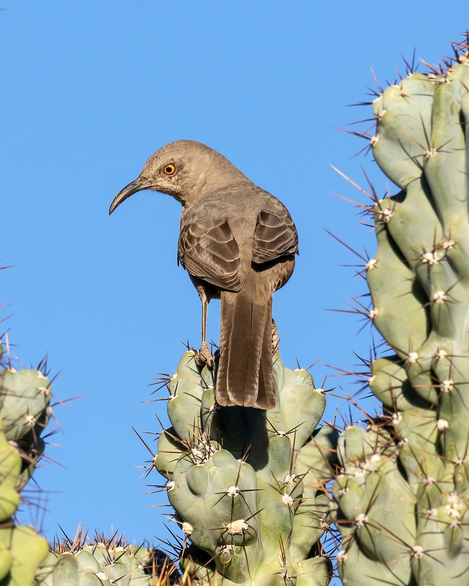 Curve-billed Thrasher - ML643147548