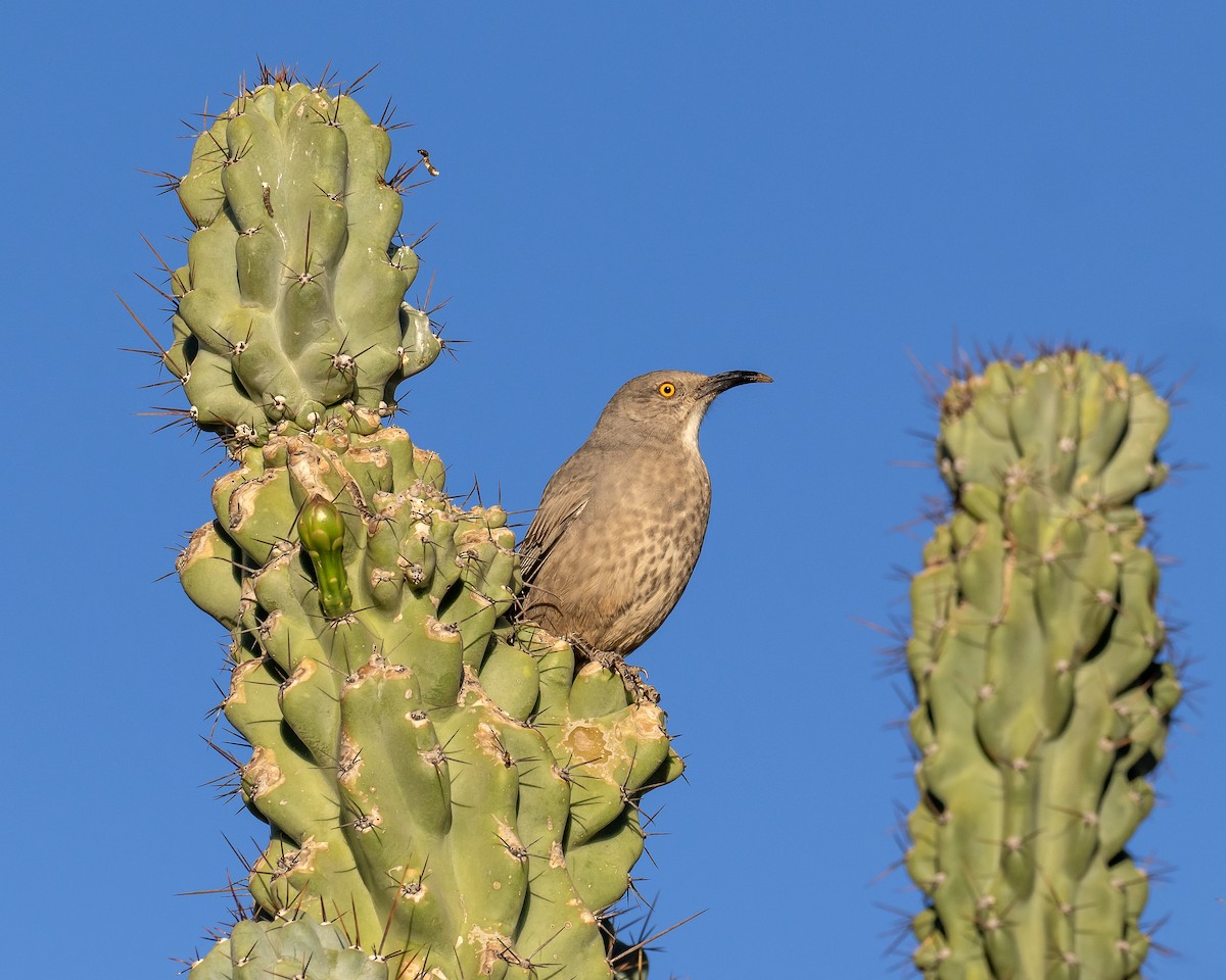 Curve-billed Thrasher - ML643147550