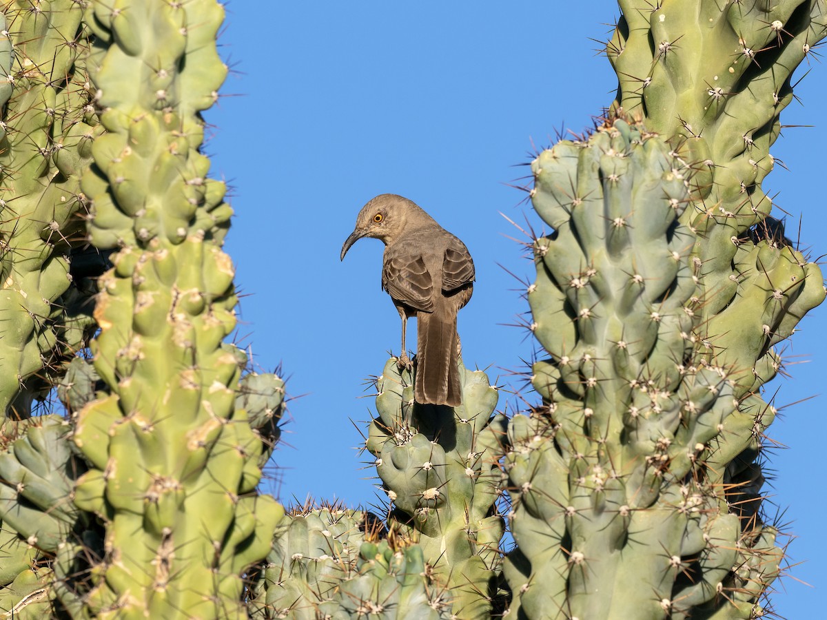 Curve-billed Thrasher - ML643147551