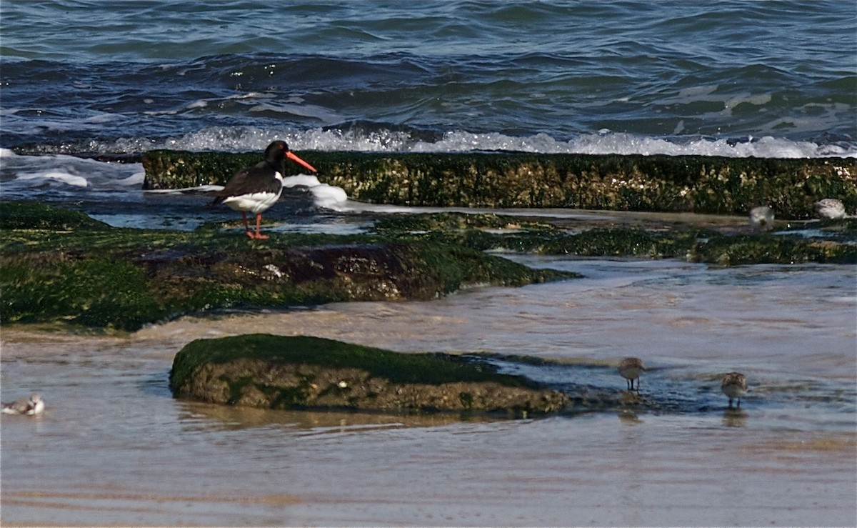 Eurasian Oystercatcher - ML643147552