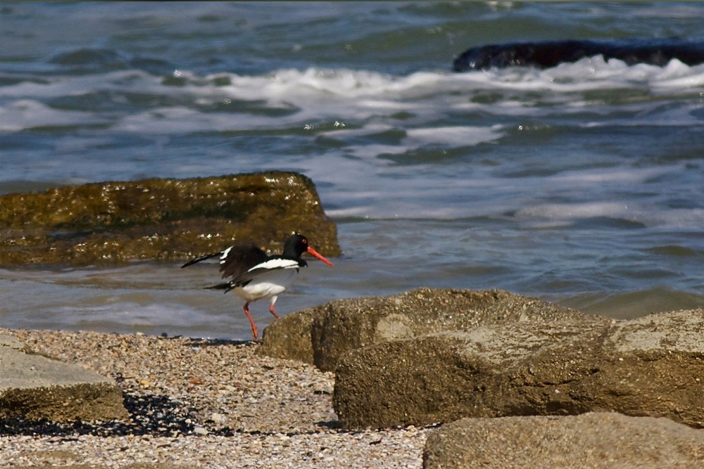 Eurasian Oystercatcher - ML643147553