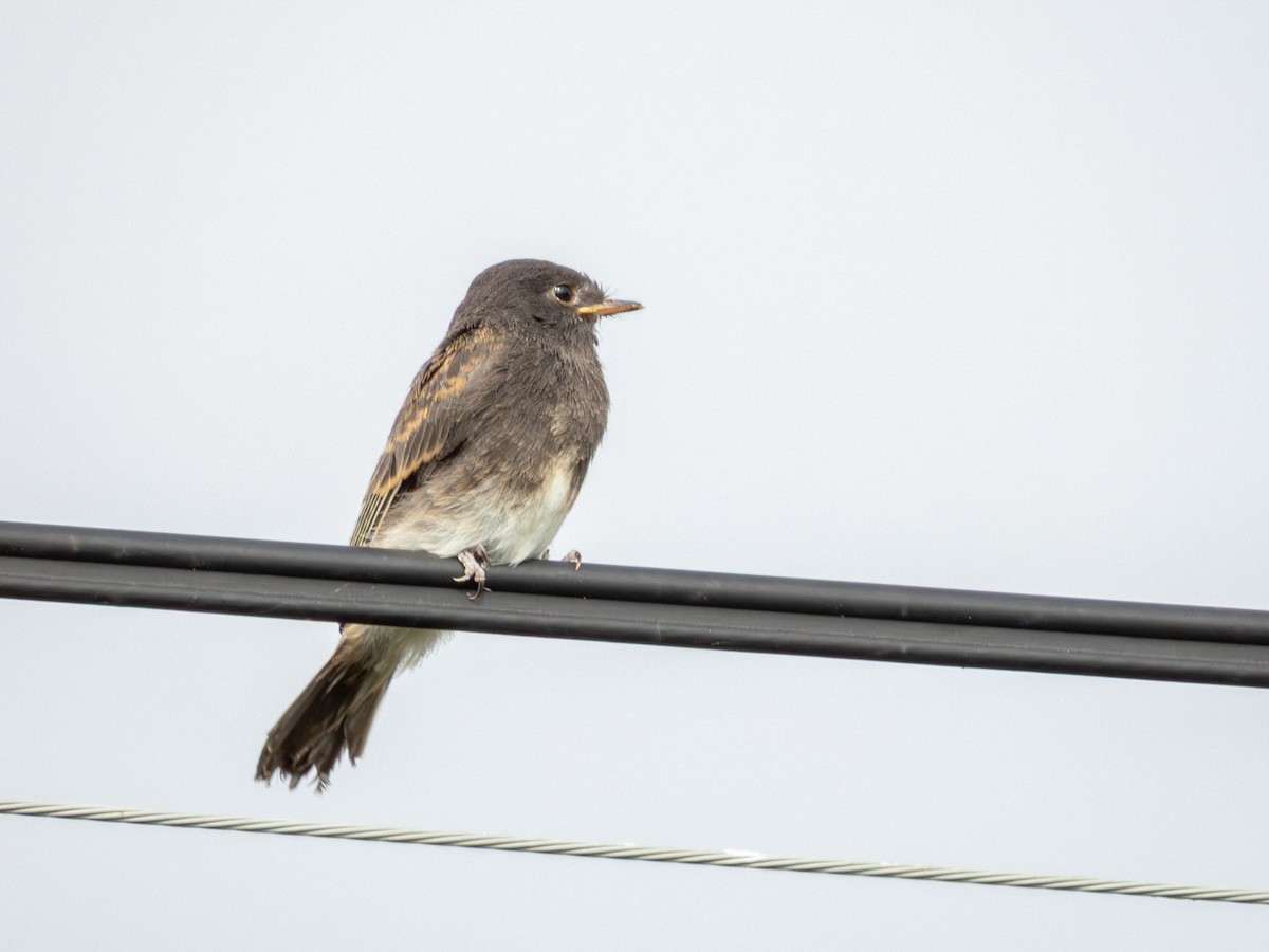 Black Phoebe (Northern) - ML643147557