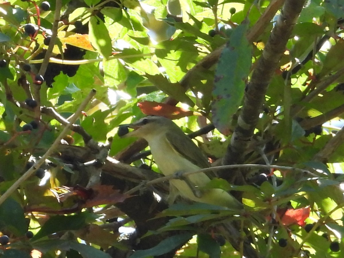 Red-eyed Vireo - ML643147582