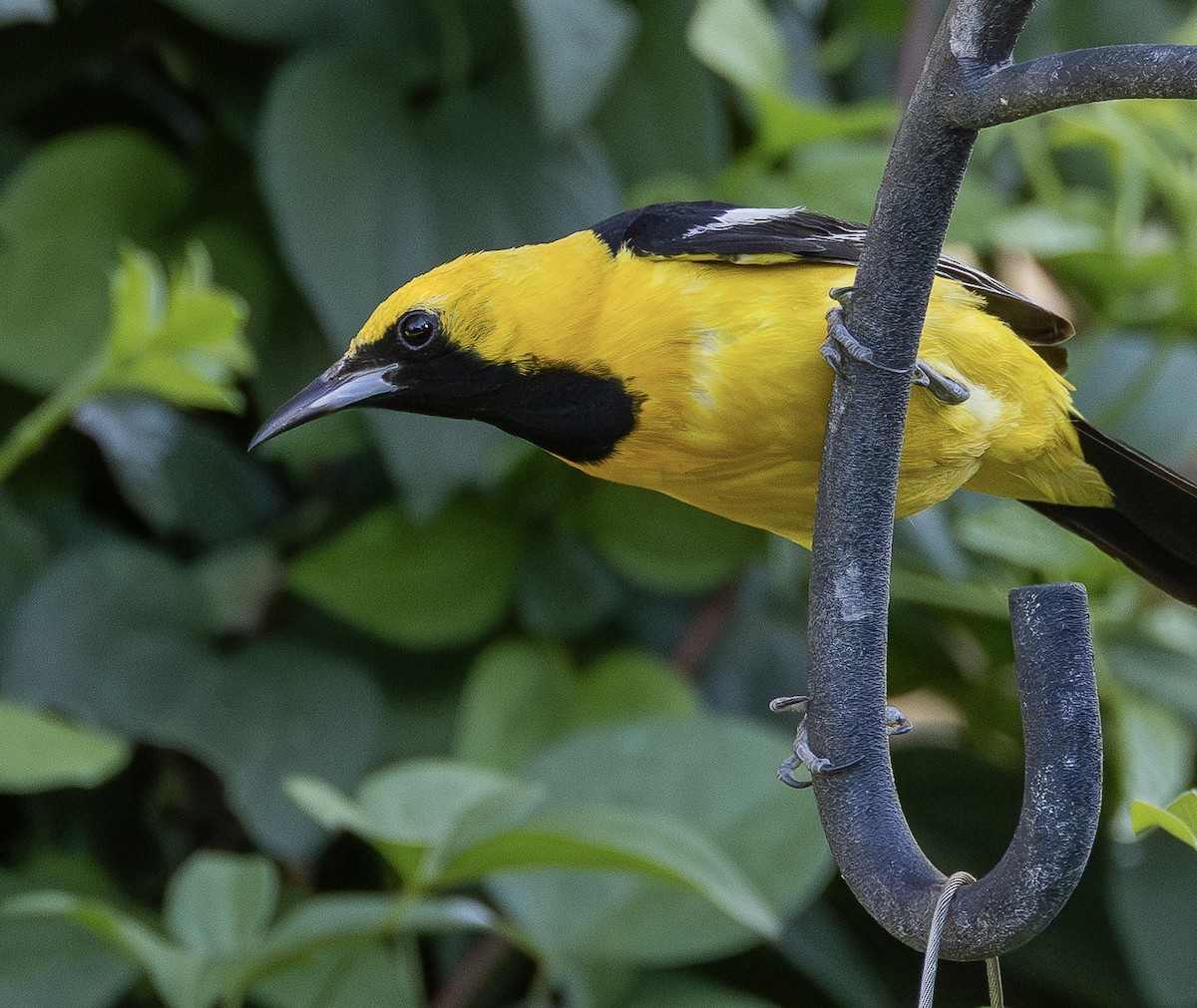 Hooded Oriole - ML643147585