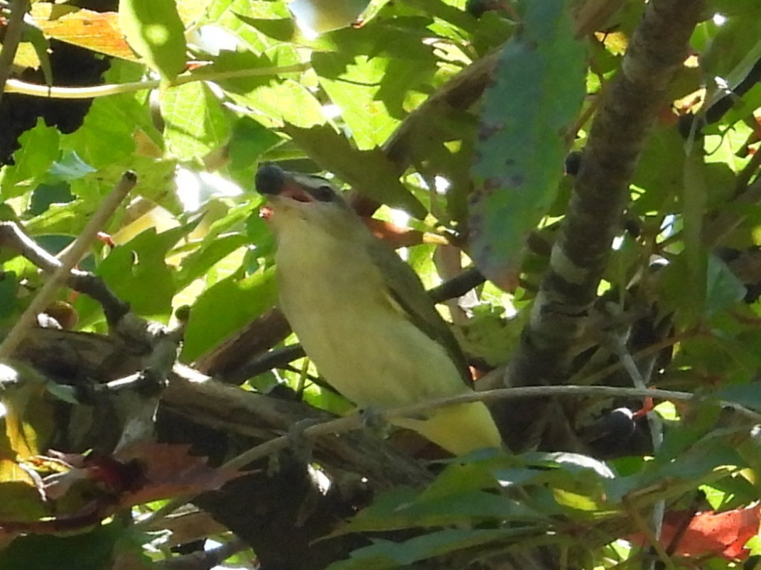 Red-eyed Vireo - ML643147590