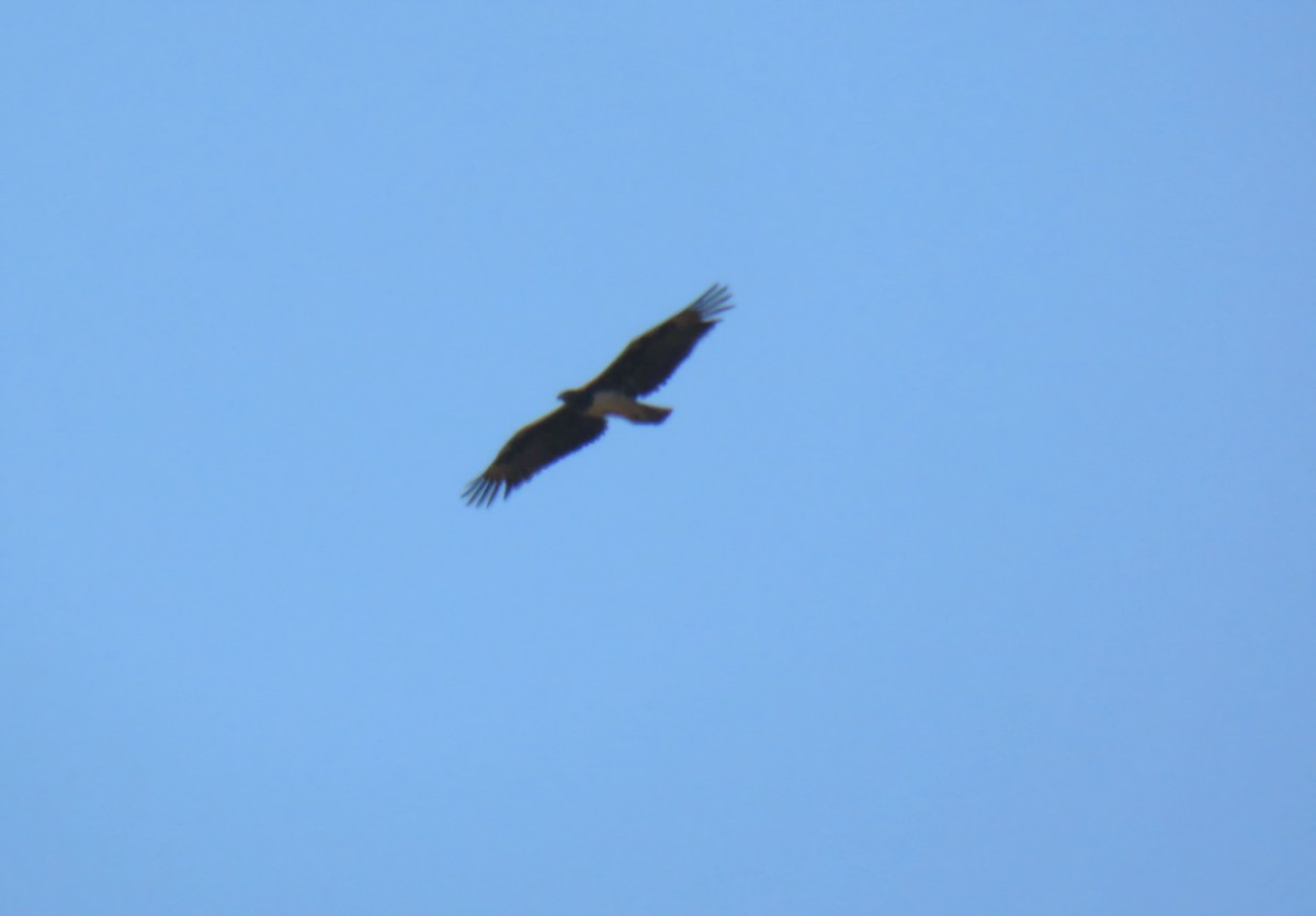 Martial Eagle - ML643147595