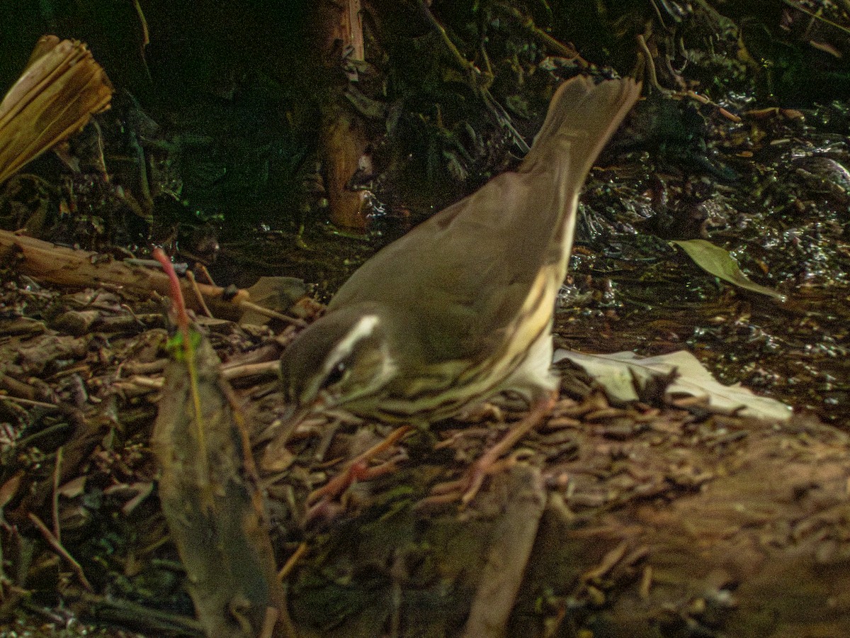 Louisiana Waterthrush - ML643147600