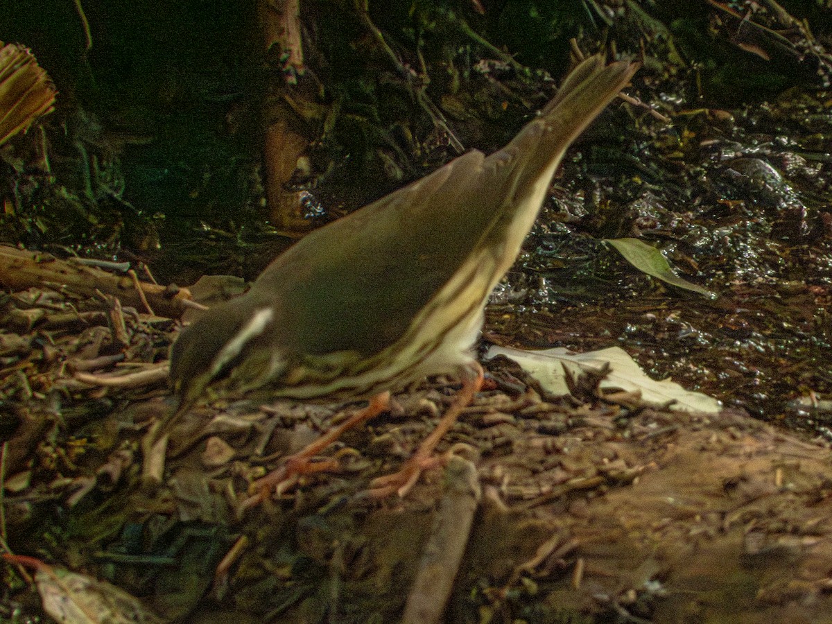 Louisiana Waterthrush - ML643147601