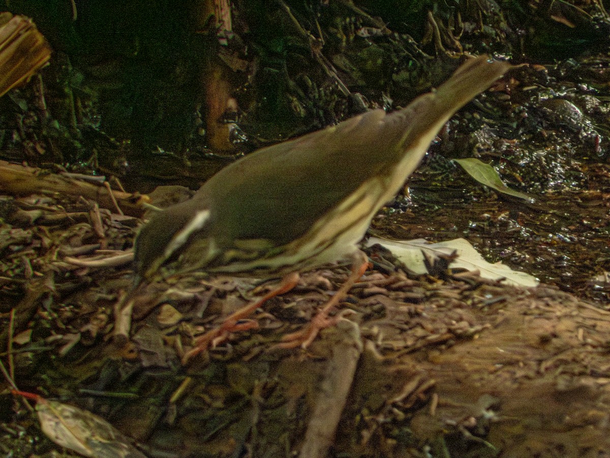 Louisiana Waterthrush - ML643147602