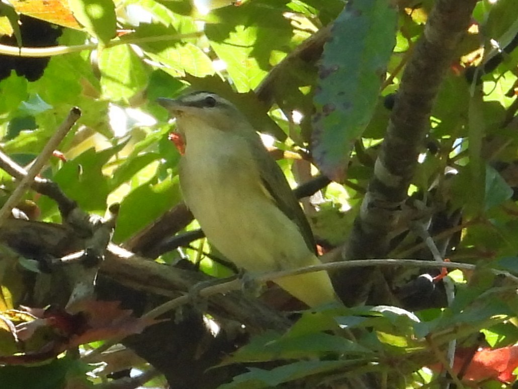 Red-eyed Vireo - ML643147608