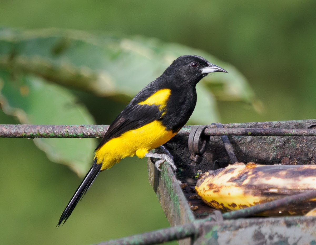 Black-cowled Oriole - ML643147610