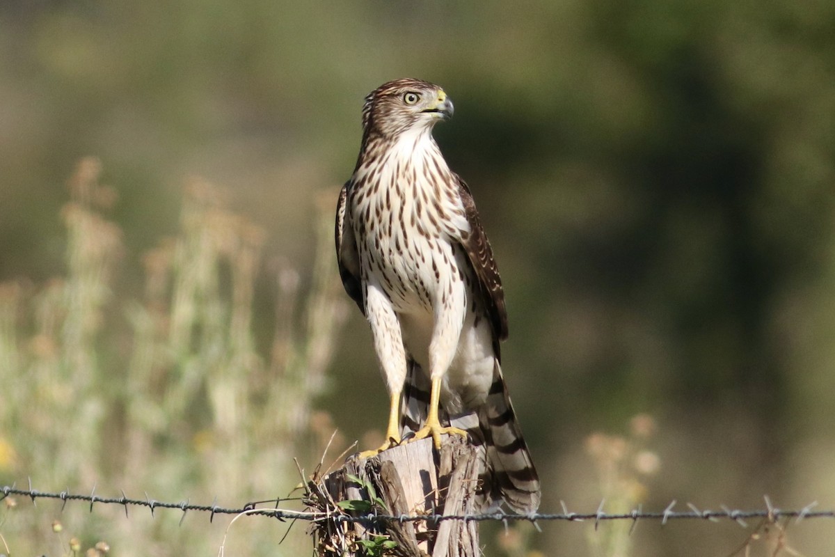 Cooper's Hawk - ML643147620