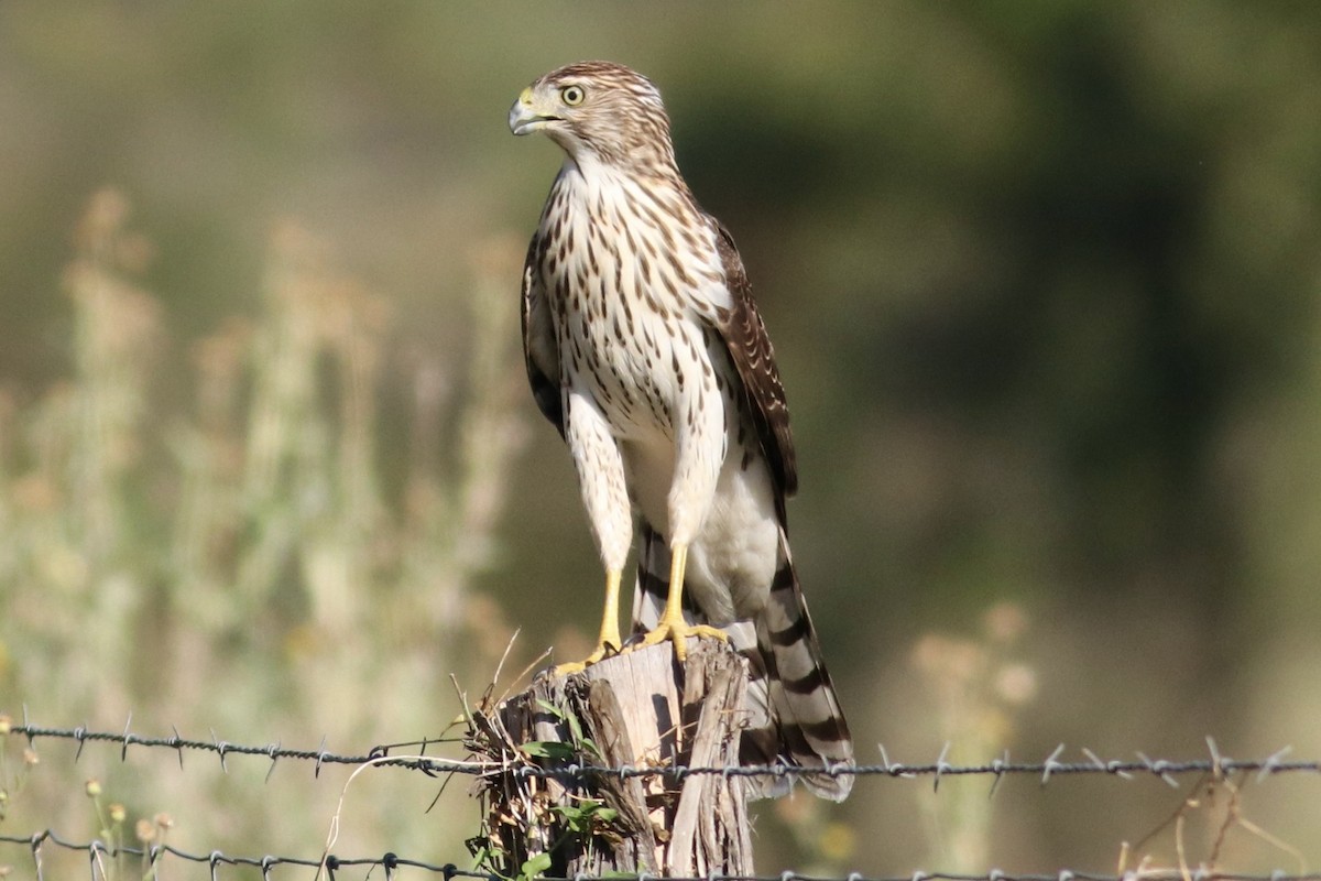 Cooper's Hawk - ML643147621