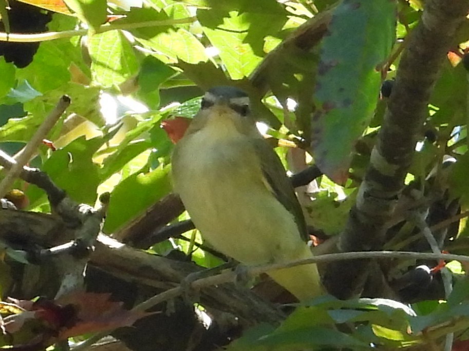 Red-eyed Vireo - ML643147623