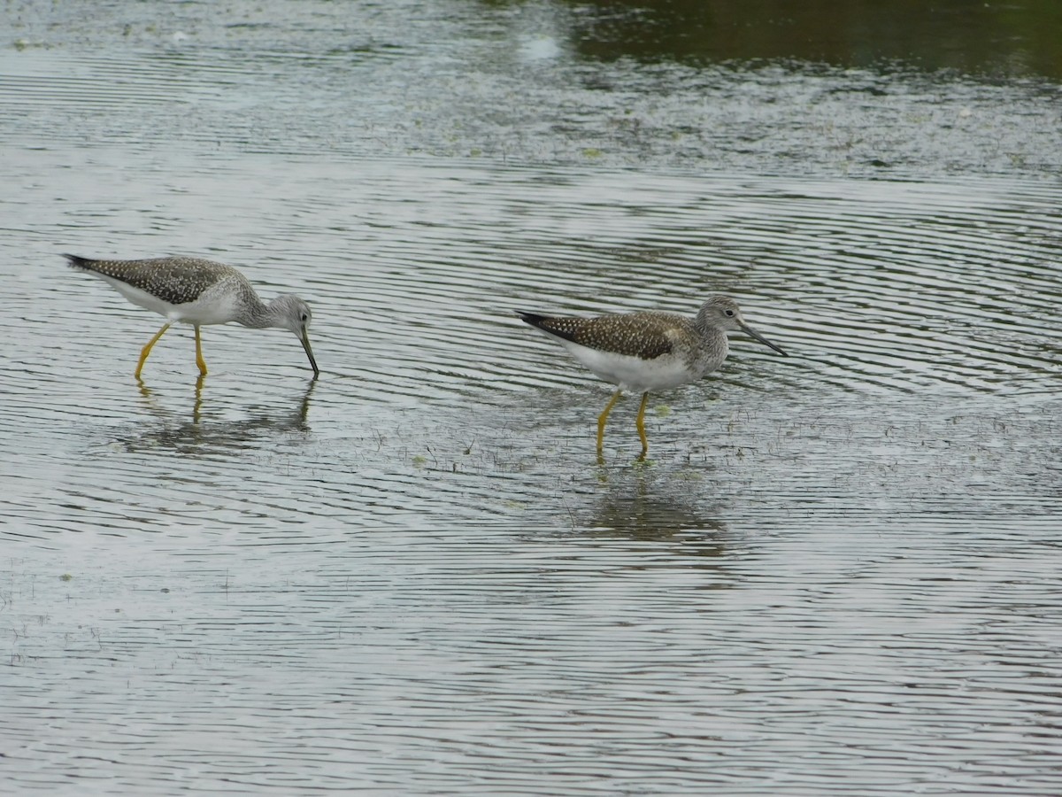 plystresnipe - ML643147629
