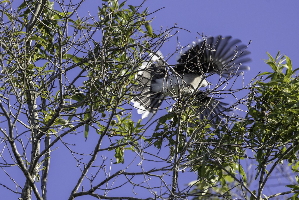 blåskrike - ML643147630