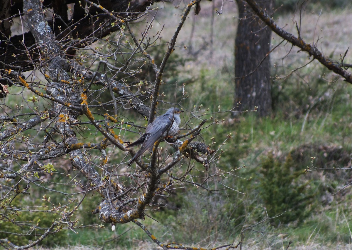 Common Cuckoo - ML643147651
