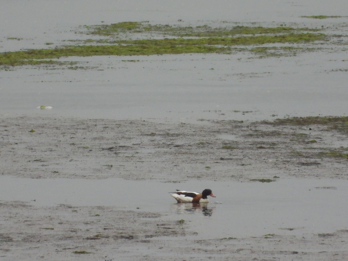 花鳧 - ML643147672