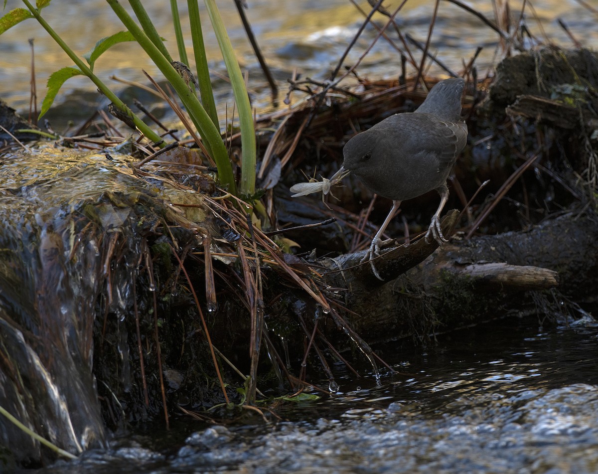 American Dipper - ML643147676